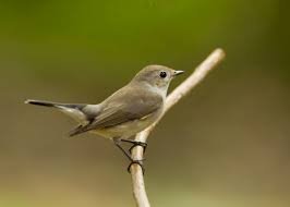Bird watching activity