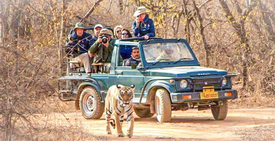 Jungle safari in Melghat