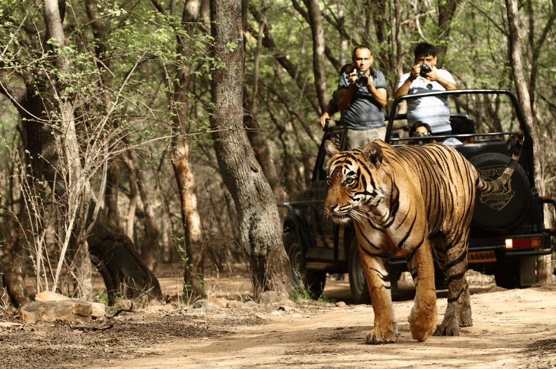 Full day safari in Melghat