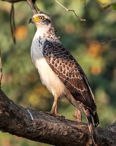 Crested Serpent Eagle