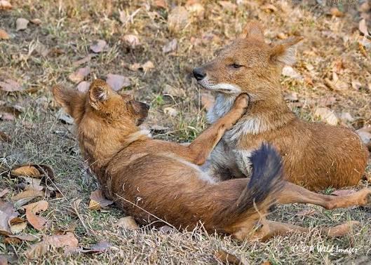 Asiatic Wild Dog / Dhole