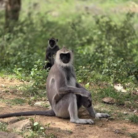 Hanuman Langur