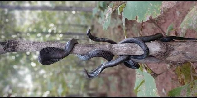 Reptiles of Melghat