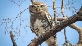 Barn Owl