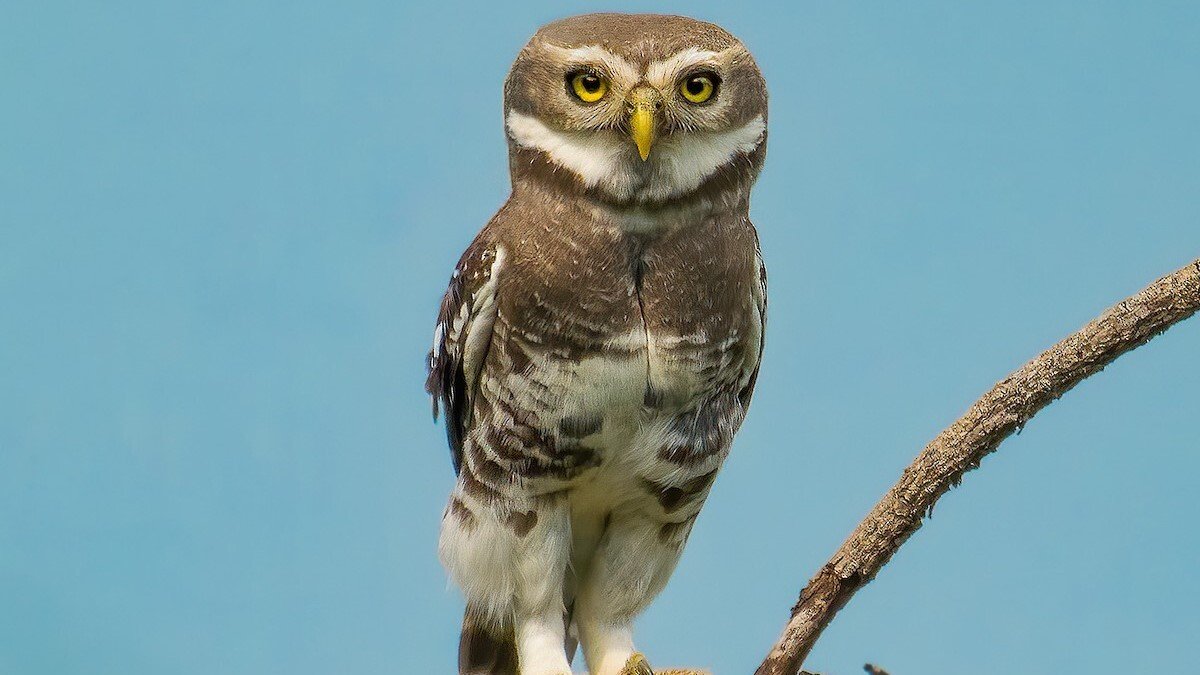 Forest Owlet