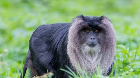 Lion-tailed Macaque
