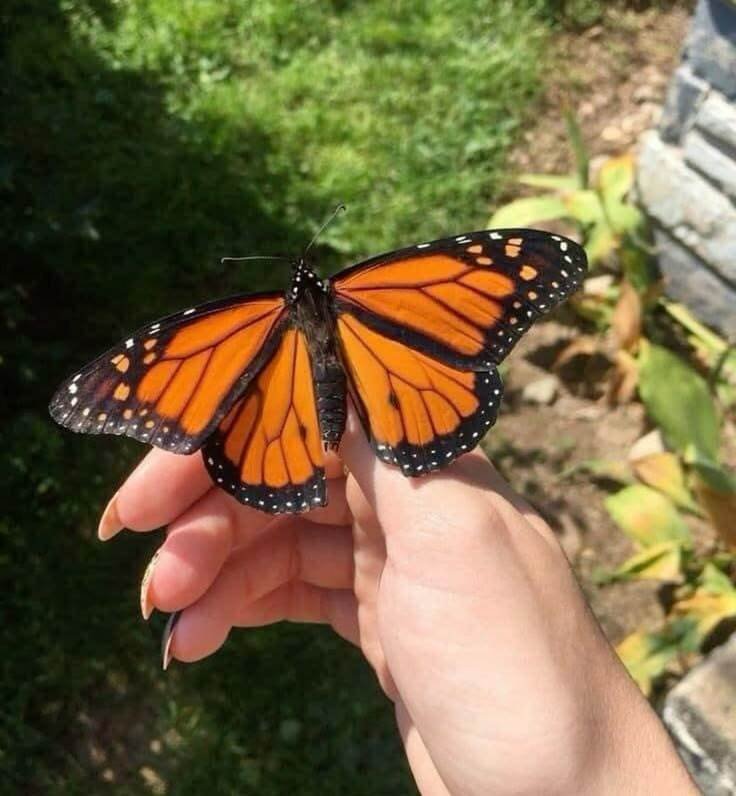 Butterflies of Melghat')}}