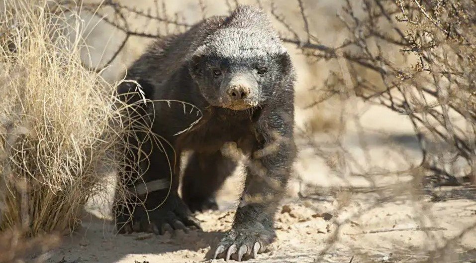 Honey Badger
