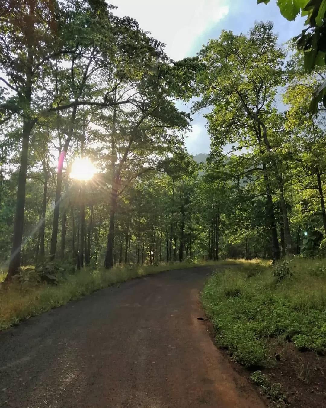Melghat forest landscape