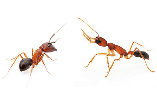 Ants