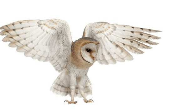 Barn Owl