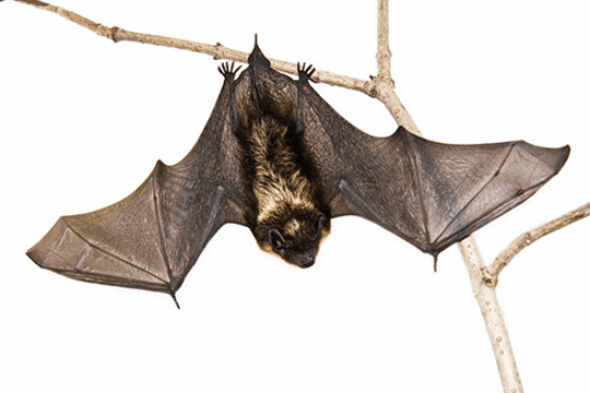 Bat