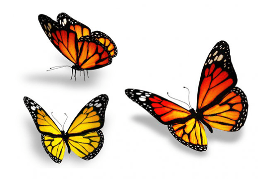 Butterflies