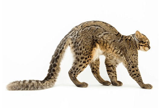 Rusty Spotted Cat