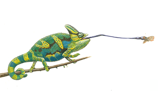 Chameleon