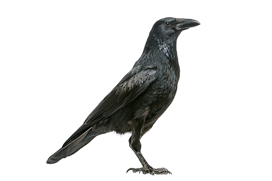 Crow