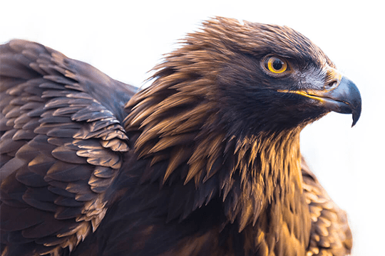 Eagle
