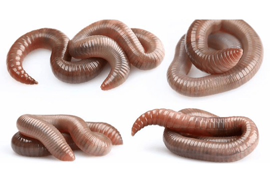 Earthworm