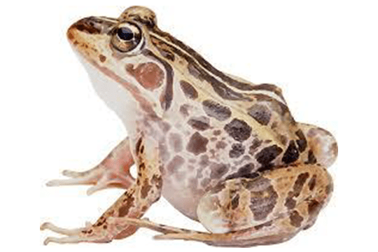 Indian Bull Frog