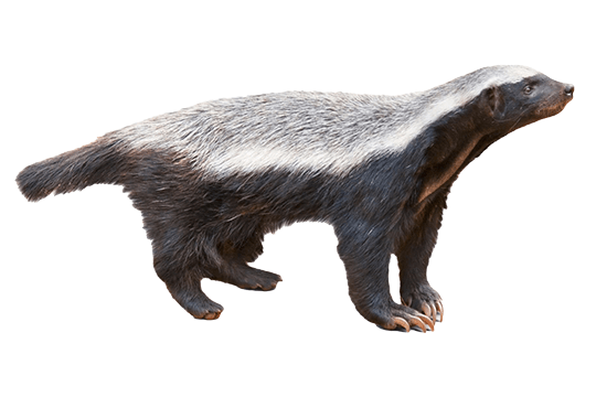 Honey Badger