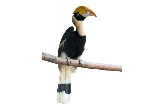 Hornbill