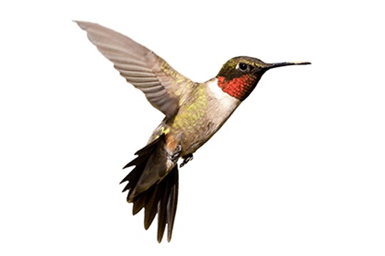 Hummingbird