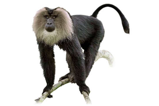 Lion Tailed Macaque