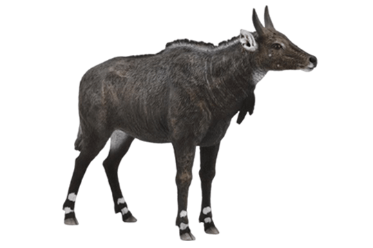 Nilgai