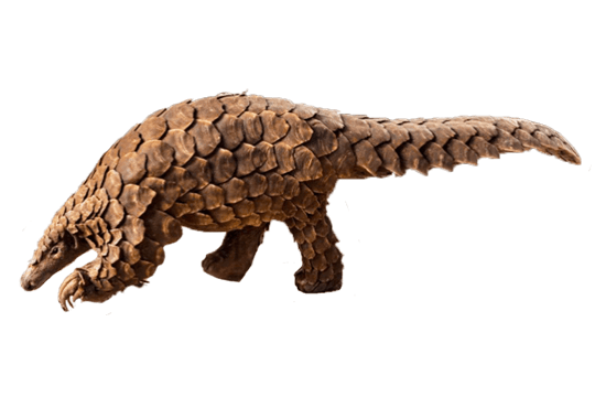 Pangolin