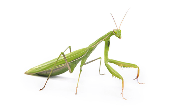 Praying Mantis
