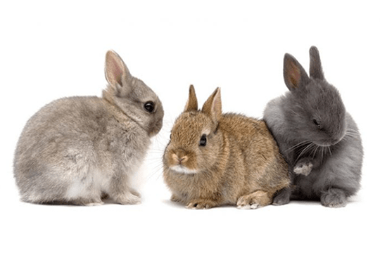 Rabbit
