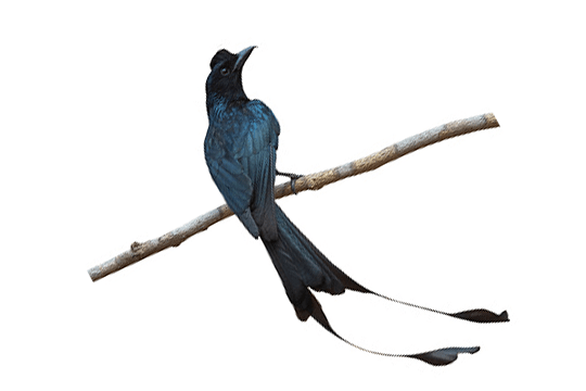 Racket Tailed Drongo
