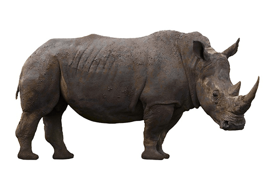 Rhinoceros