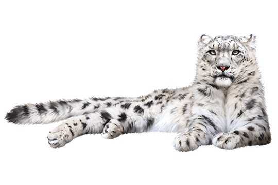 Snow Leopard