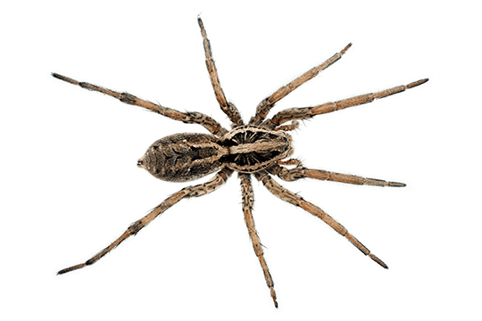 Wolf Spider