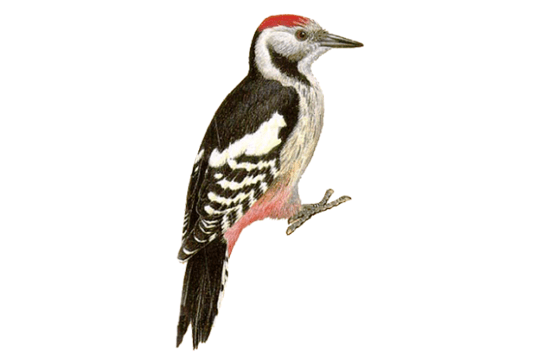 Woodpecker