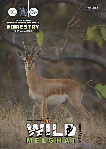 International Forest Day Special Edition